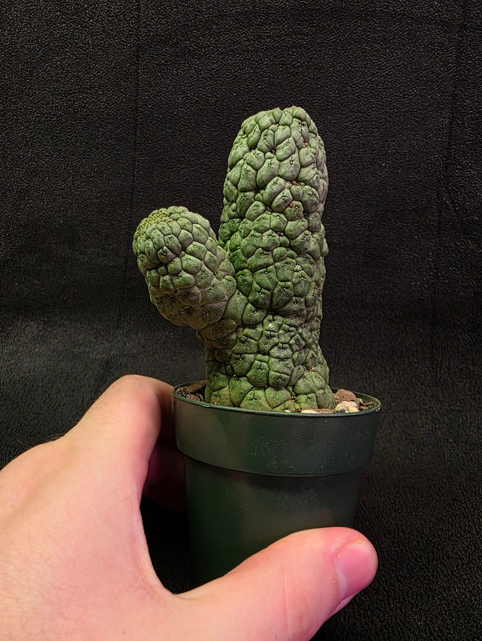 Larryleachia Cactiformis #01