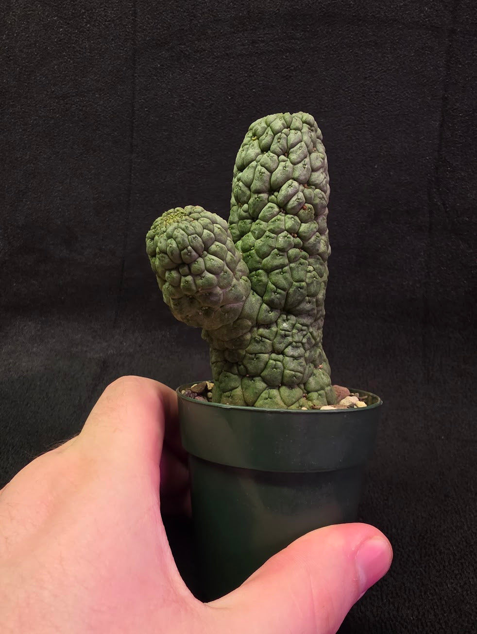 Larryleachia Cactiformis #01