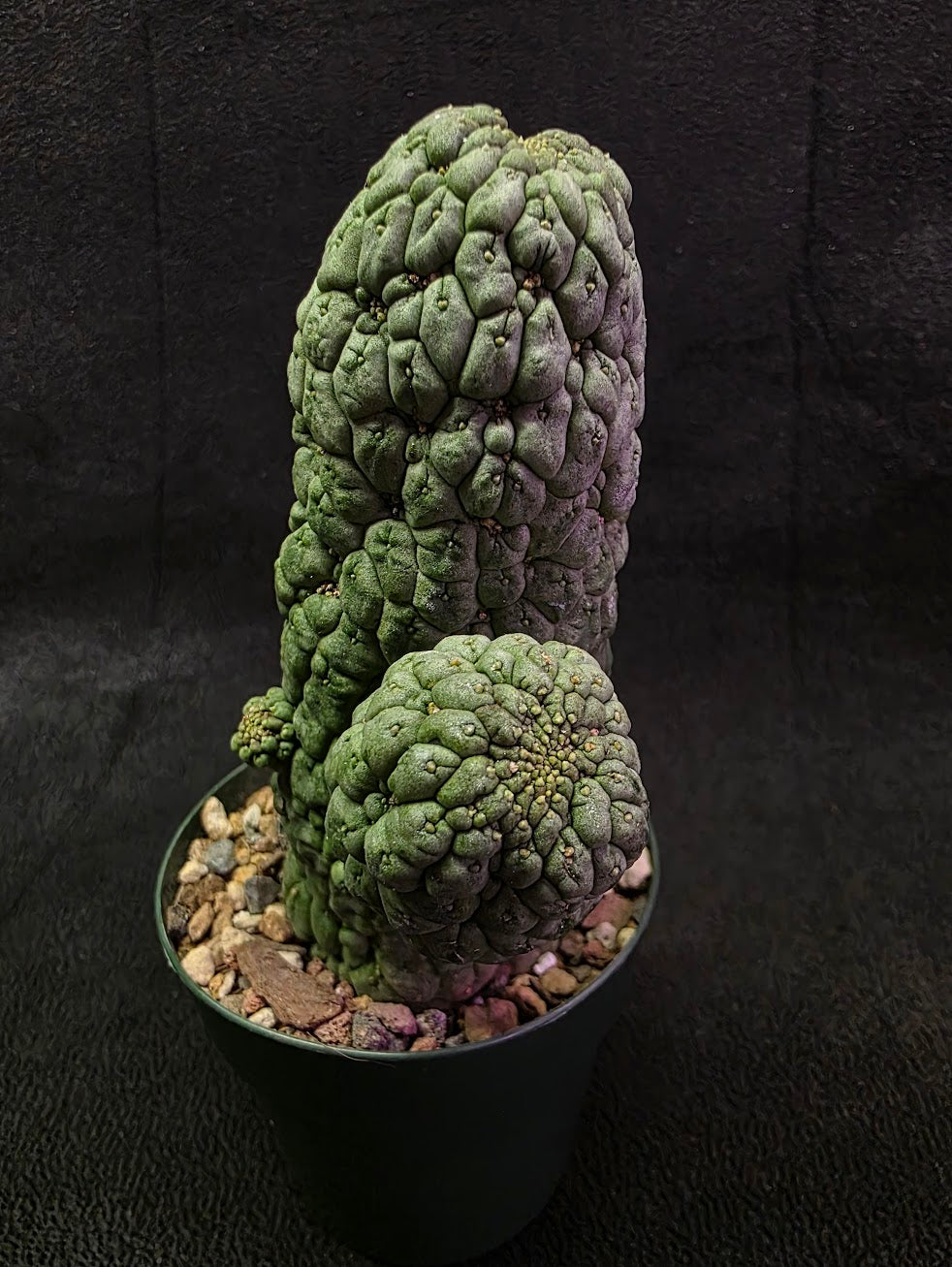 Larryleachia Cactiformis #01