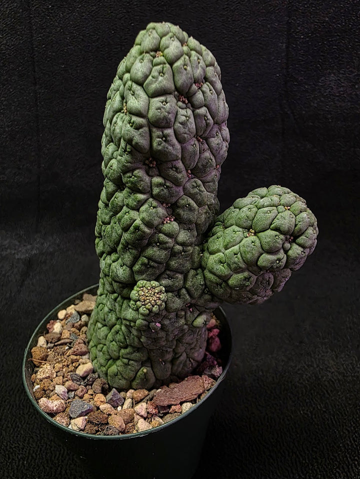 Larryleachia Cactiformis #01