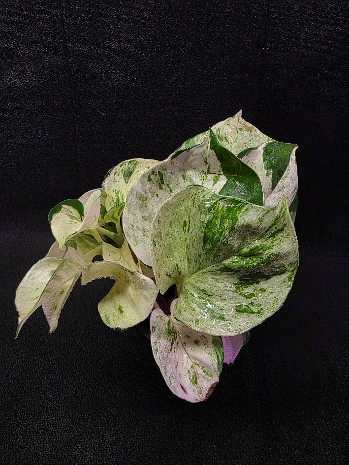 Manjula Pothos (Epipremnum Aureum Manjula) #01