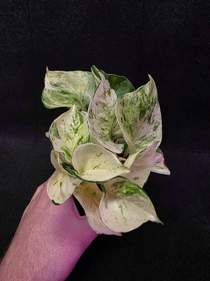 Manjula Pothos (Epipremnum Aureum Manjula) #01