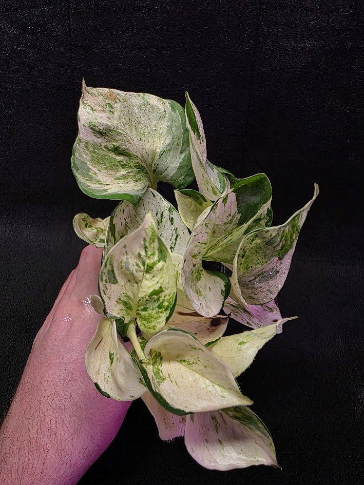 Manjula Pothos (Epipremnum Aureum Manjula) #01