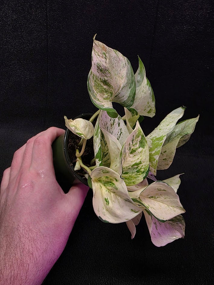 Manjula Pothos (Epipremnum Aureum Manjula) #01