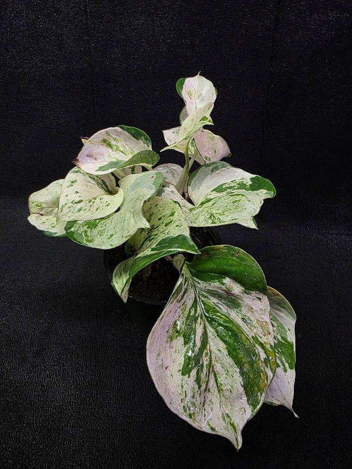 Manjula Pothos (Epipremnum Aureum Manjula) #02