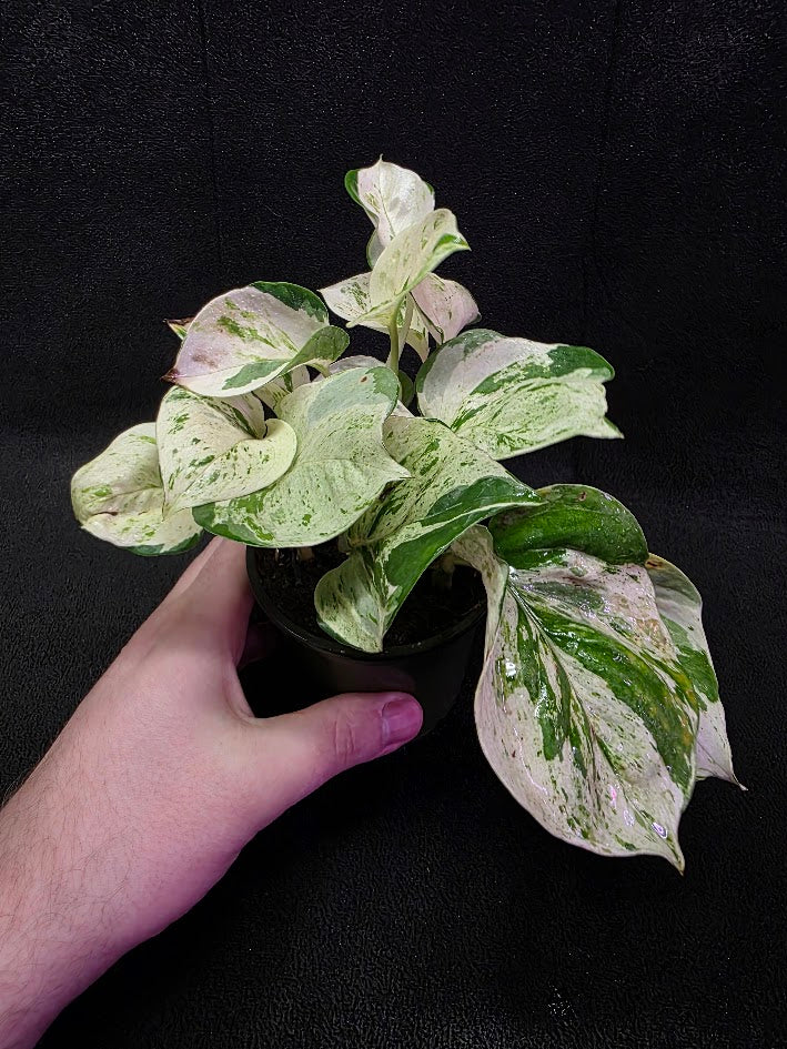 Manjula Pothos (Epipremnum Aureum Manjula) #02