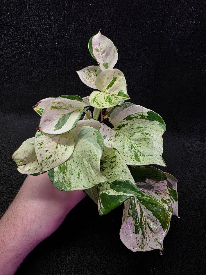 Manjula Pothos (Epipremnum Aureum Manjula) #02