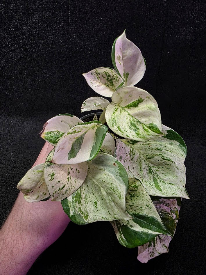 Manjula Pothos (Epipremnum Aureum Manjula) #02