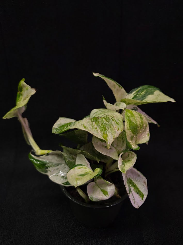 Manjula Pothos (Epipremnum Aureum Manjula) #03