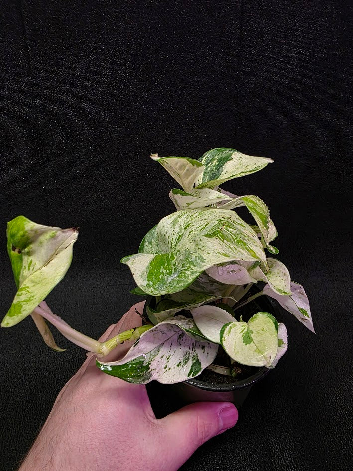 Manjula Pothos (Epipremnum Aureum Manjula) #03