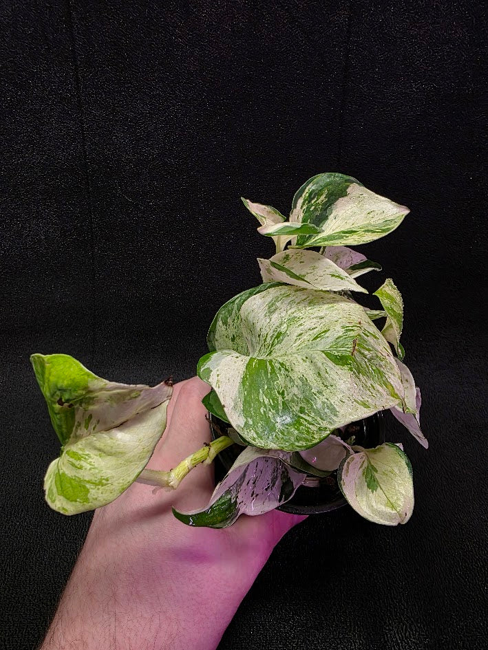 Manjula Pothos (Epipremnum Aureum Manjula) #03