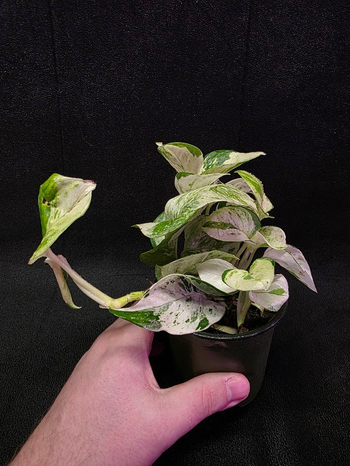 Manjula Pothos (Epipremnum Aureum Manjula) #03