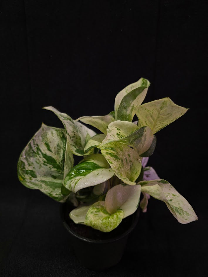 Manjula Pothos (Epipremnum Aureum Manjula) #04
