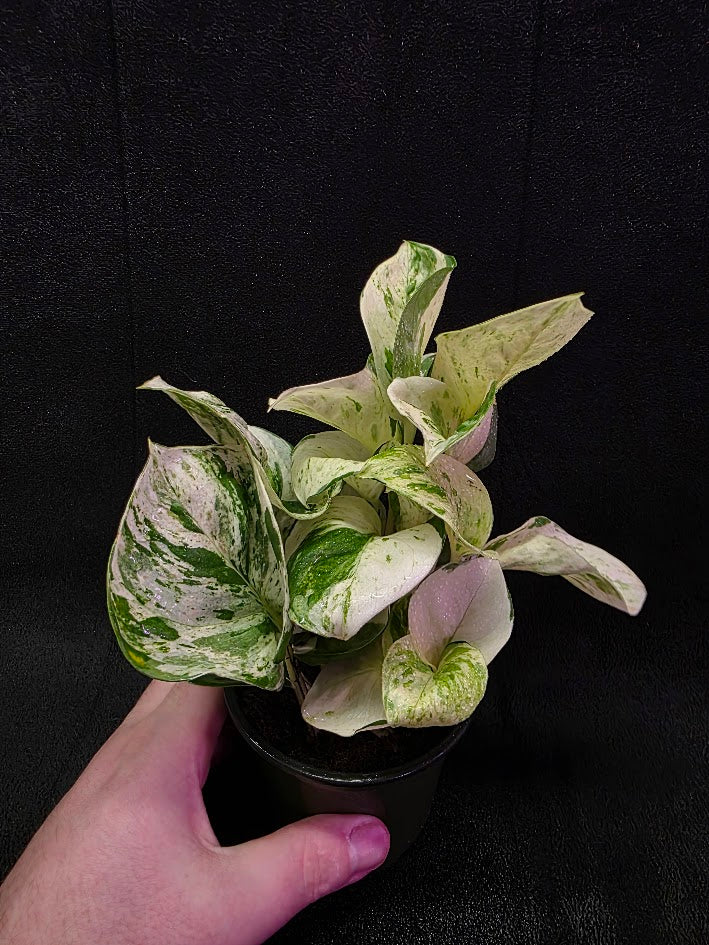 Manjula Pothos (Epipremnum Aureum Manjula) #04