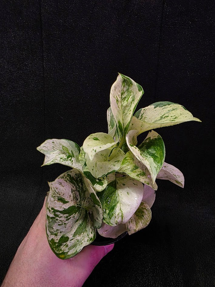 Manjula Pothos (Epipremnum Aureum Manjula) #04