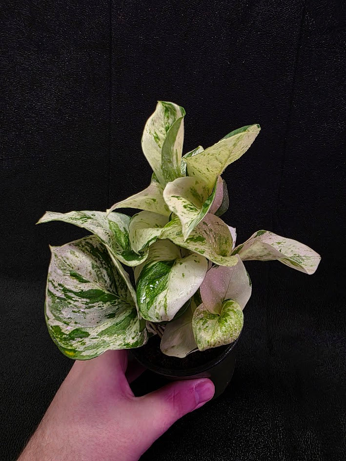 Manjula Pothos (Epipremnum Aureum Manjula) #04