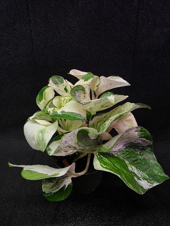 Manjula Pothos (Epipremnum Aureum Manjula) #05