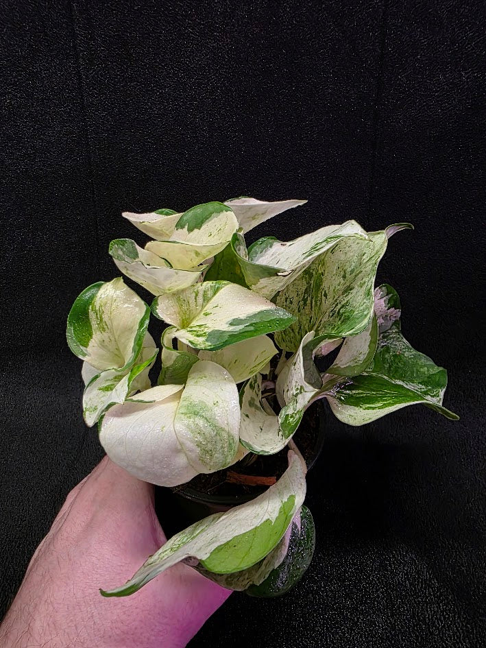 Manjula Pothos (Epipremnum Aureum Manjula) #05