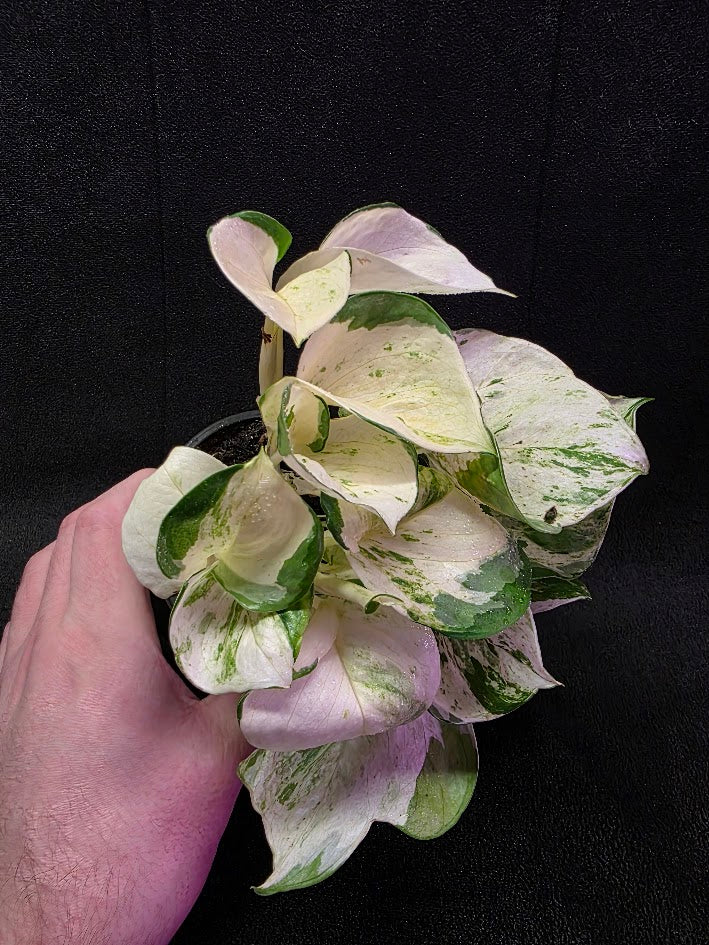 Manjula Pothos (Epipremnum Aureum Manjula) #05