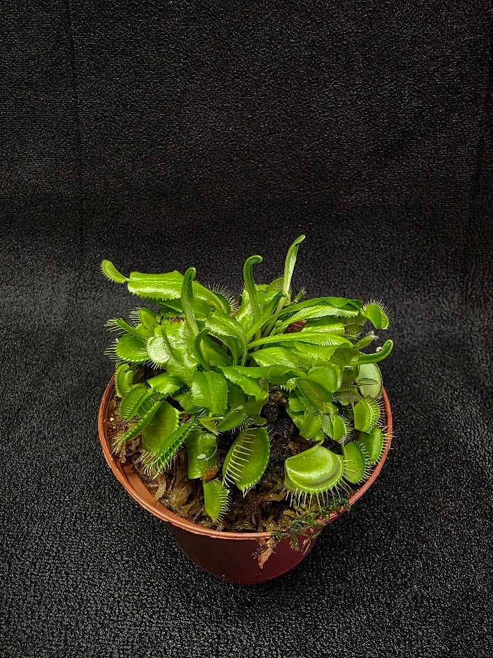 Green Venus Fly Trap (Dionaea Muscipula) #01