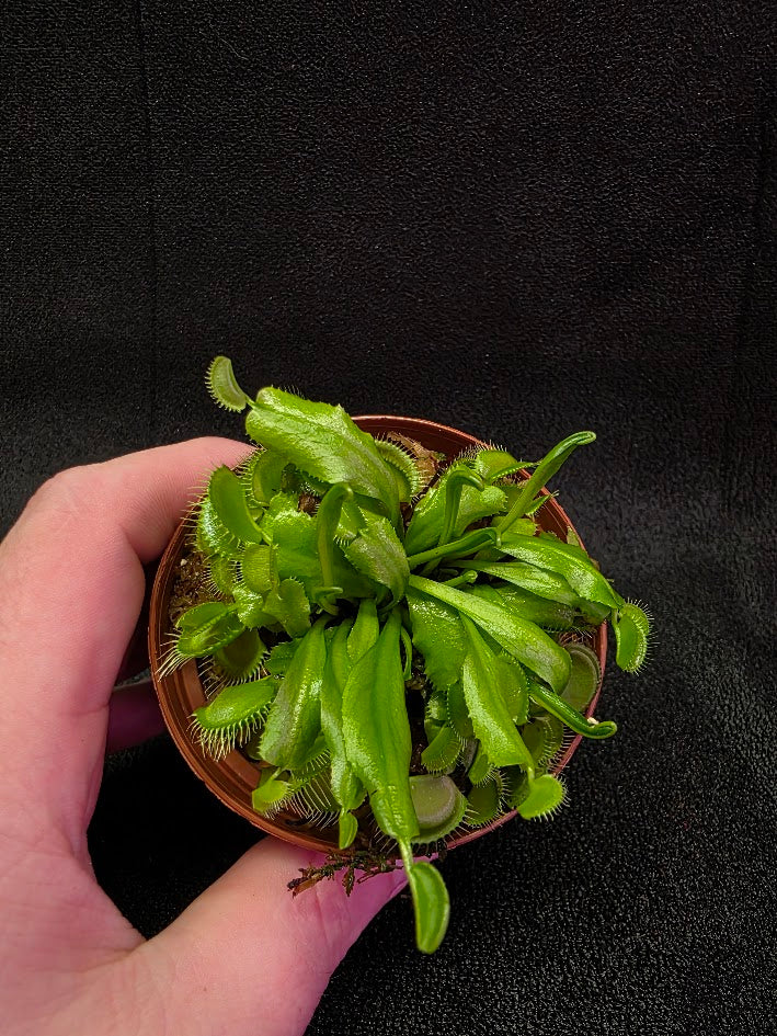 Green Venus Fly Trap (Dionaea Muscipula) #01