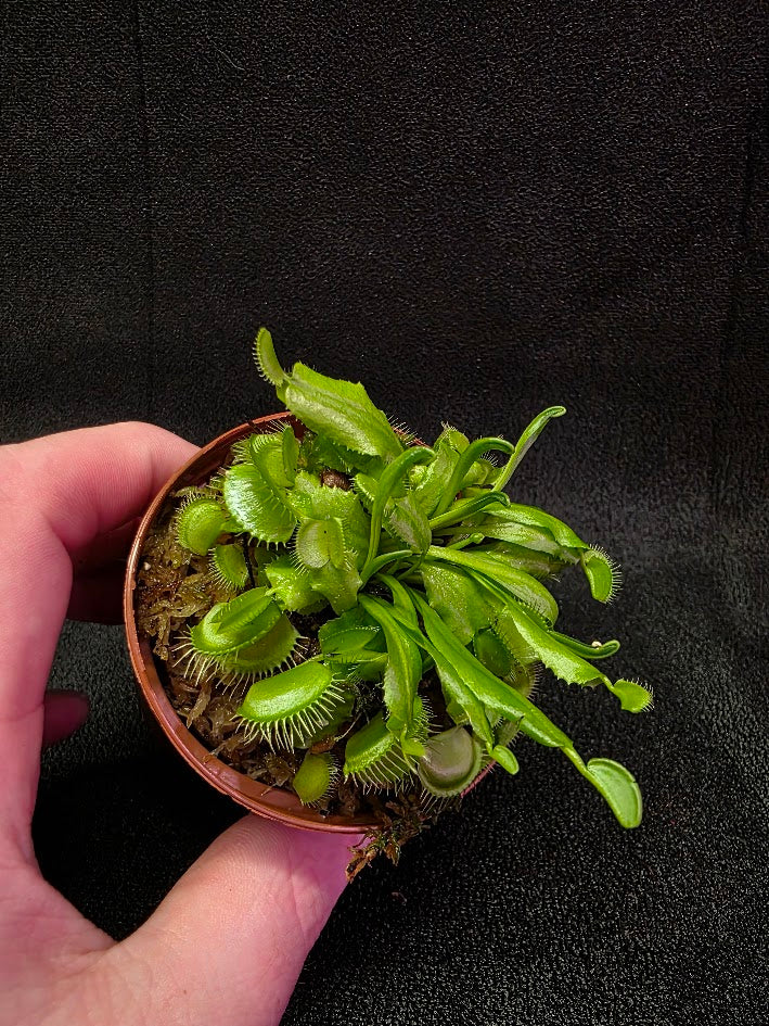 Green Venus Fly Trap (Dionaea Muscipula) #01