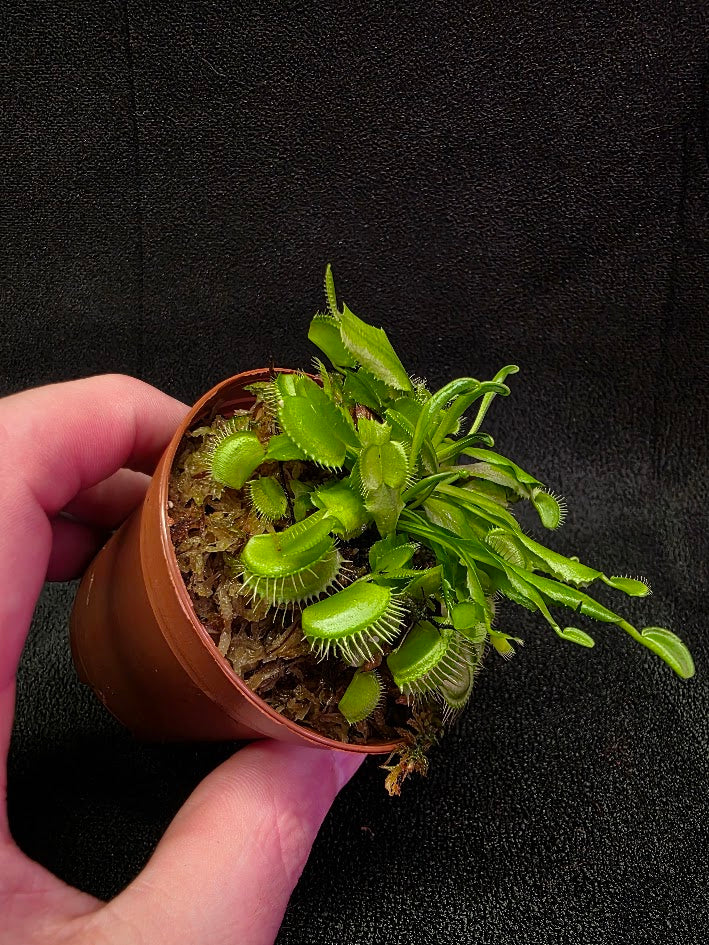 Green Venus Fly Trap (Dionaea Muscipula) #01