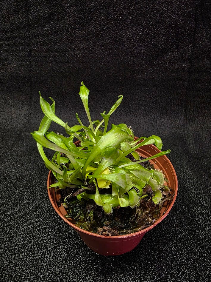 Green Venus Fly Trap (Dionaea Muscipula) #02