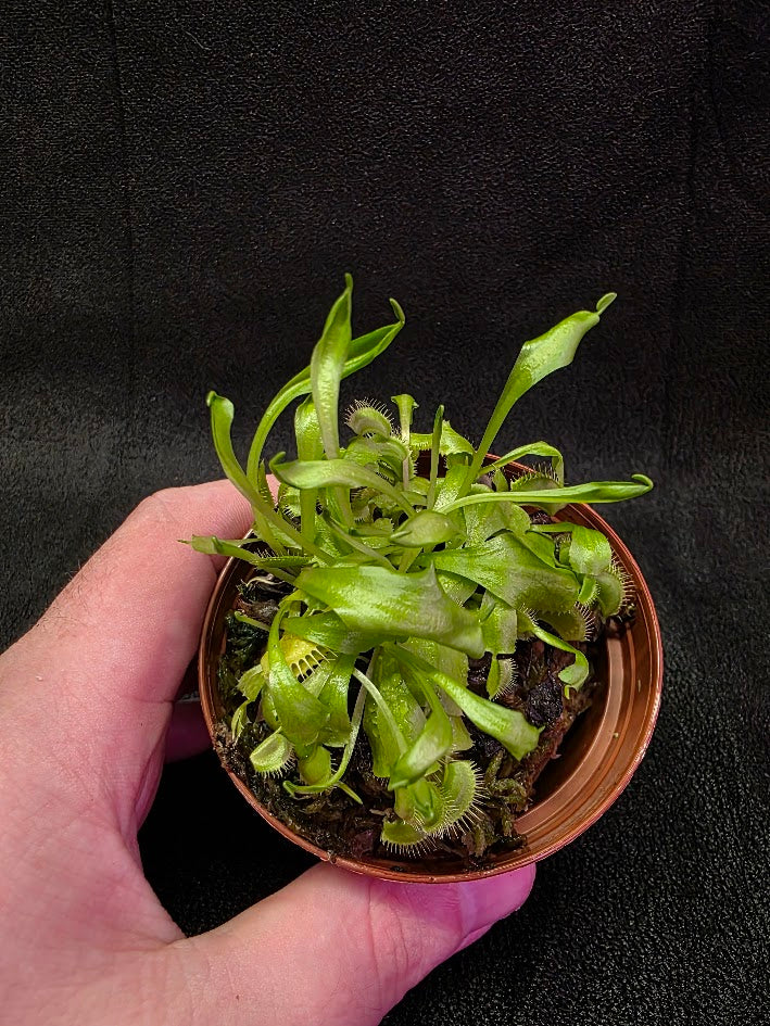 Green Venus Fly Trap (Dionaea Muscipula) #02