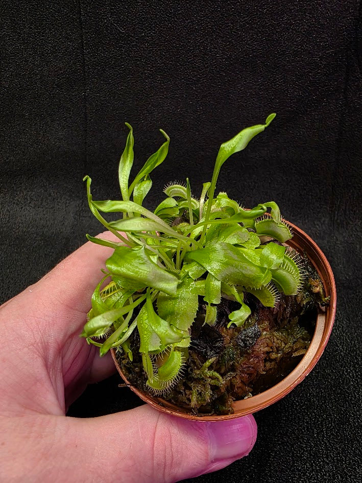 Green Venus Fly Trap (Dionaea Muscipula) #02
