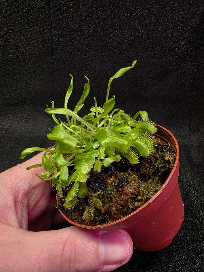 Green Venus Fly Trap (Dionaea Muscipula) #02