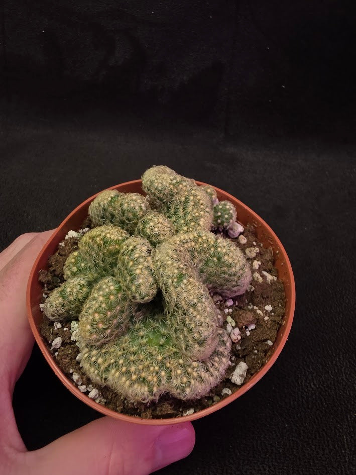 Brain Cactus #02