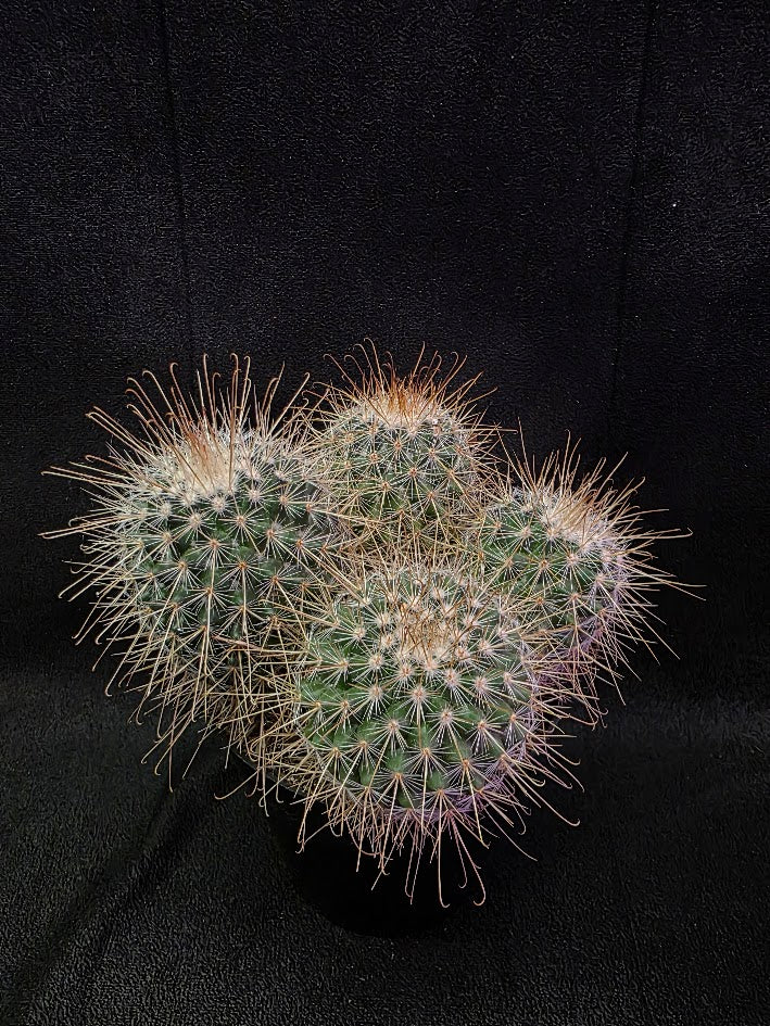 Mammillaria Mexico Species #01