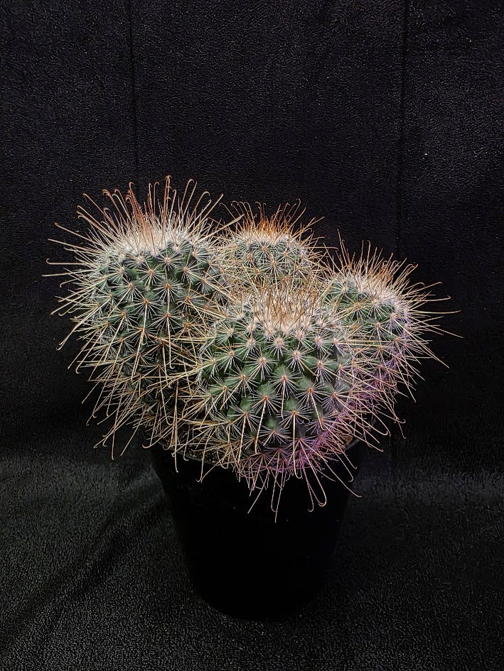 Mammillaria Mexico Species #01