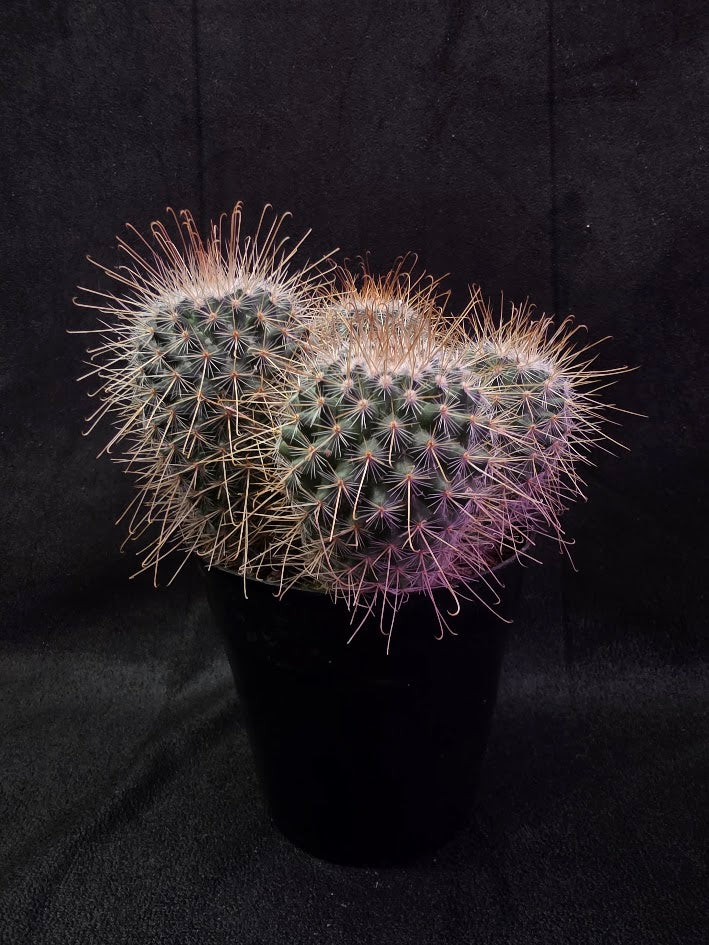 Mammillaria Mexico Species #01