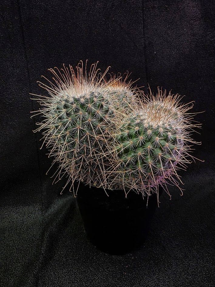 Mammillaria Mexico Species #01