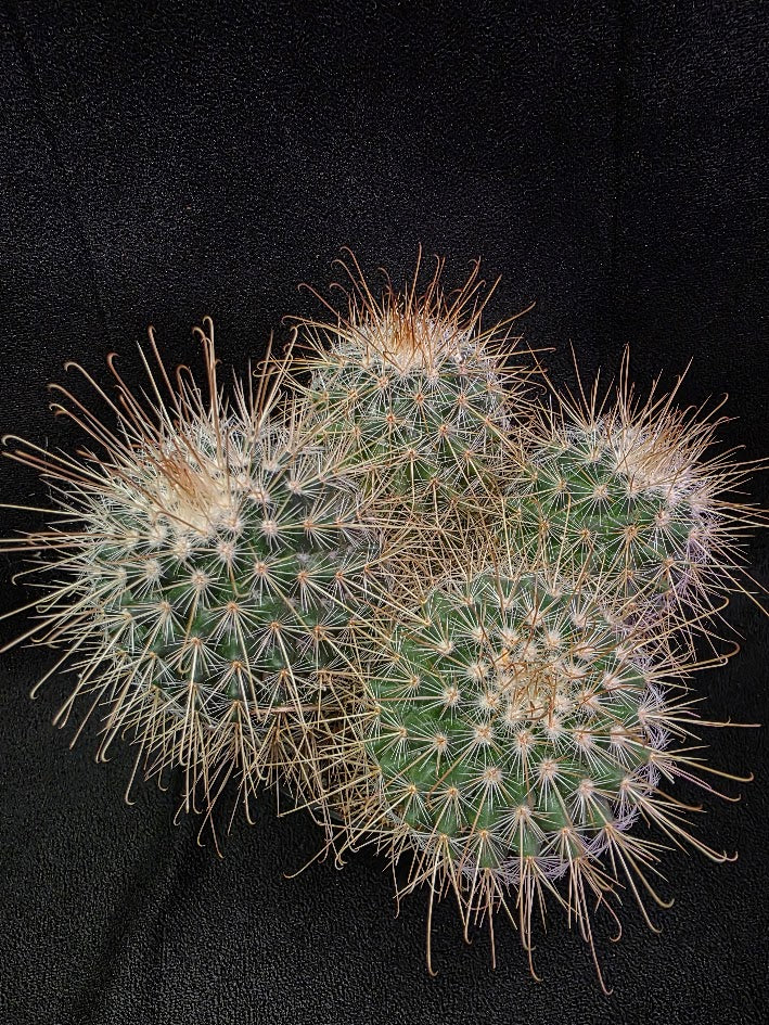 Mammillaria Mexico Species #01