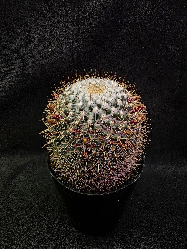 Mammillaria Pringlei #01