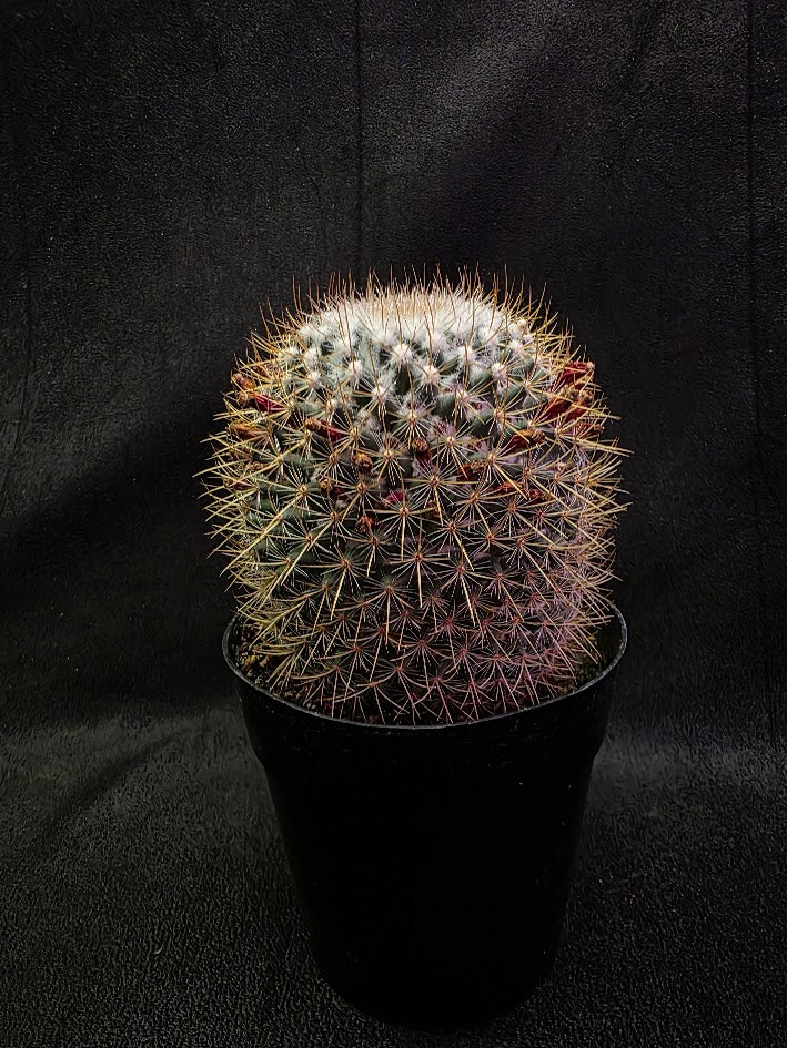 Mammillaria Pringlei #01