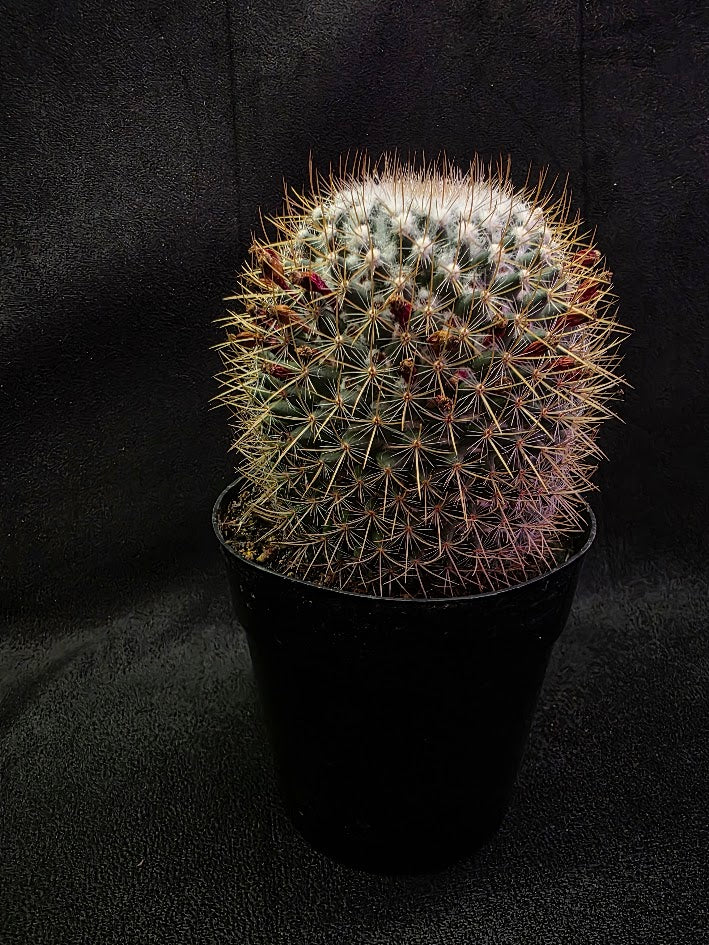 Mammillaria Pringlei #01