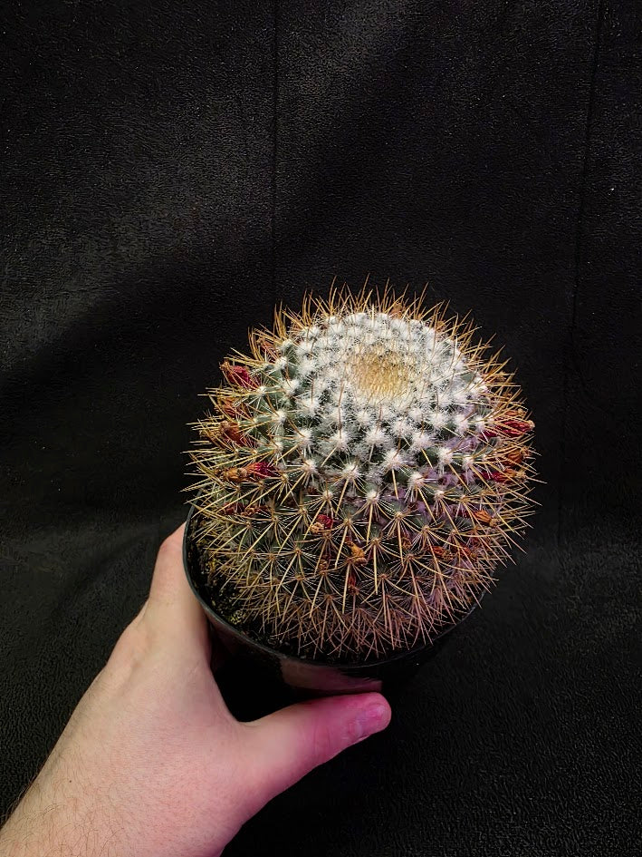Mammillaria Pringlei #01
