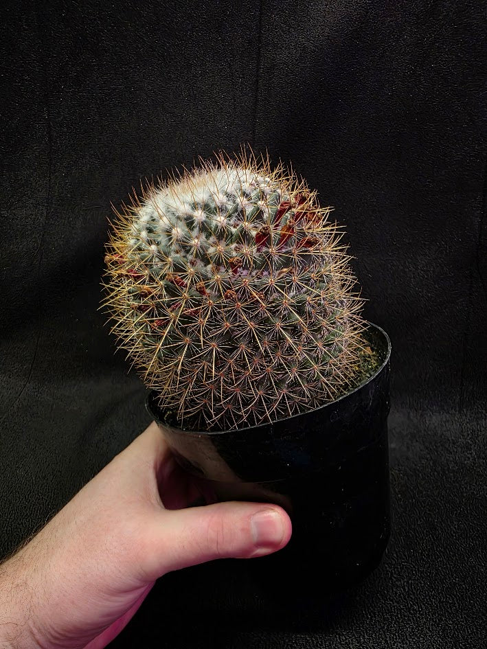 Mammillaria Pringlei #01