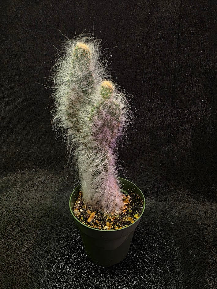 Opuntia Snow Cactus #01