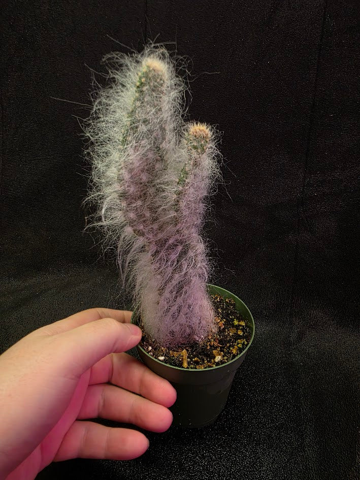 Opuntia Snow Cactus #01