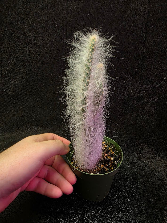 Opuntia Snow Cactus #01