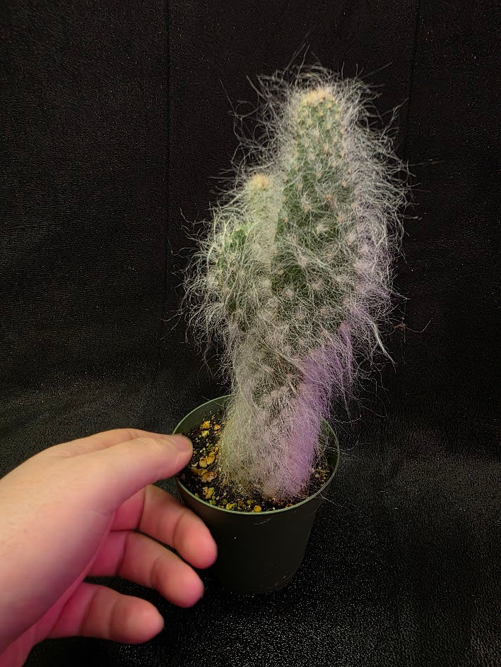Opuntia Snow Cactus #01