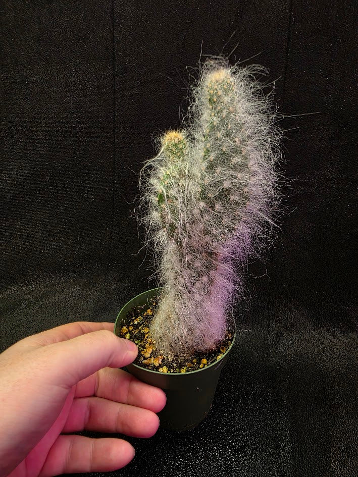 Opuntia Snow Cactus #01