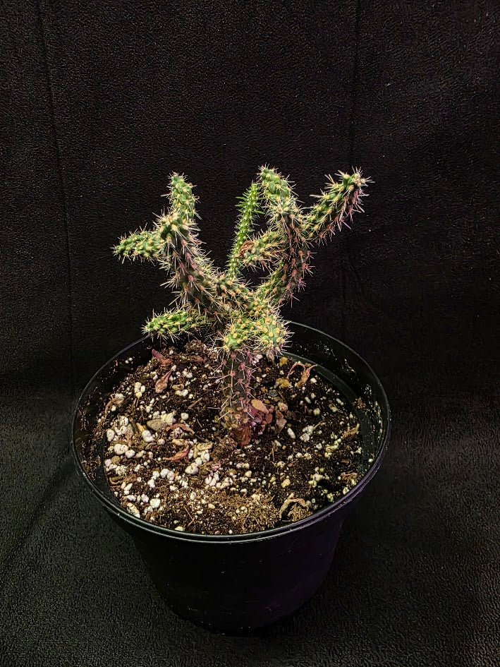 Mini Cholla #01