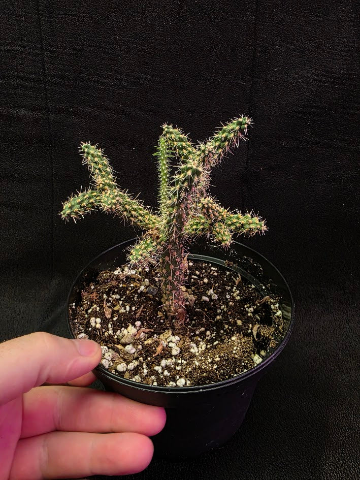 Mini Cholla #01