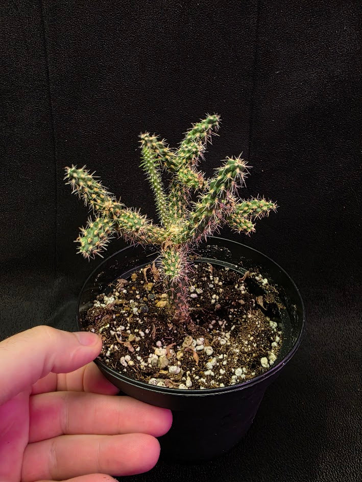 Mini Cholla #01